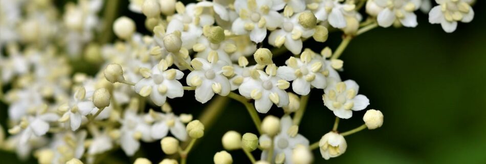 Le Champagne des Fées