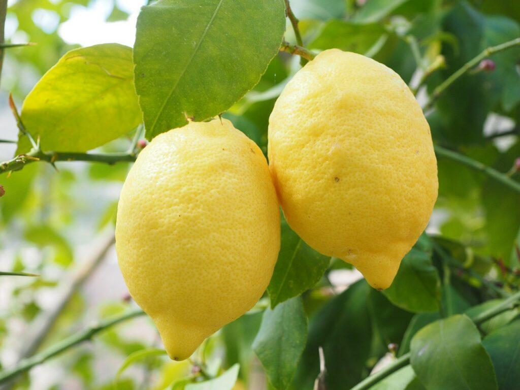 Mon gateau au citron